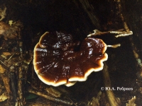  Ganoderma lucidum (Curtis) P. Karst. – ГАНОДЕРМА БЛЕСТЯЩАЯ, ЛАКИРОВАННЫЙ ТРУТОВИК 